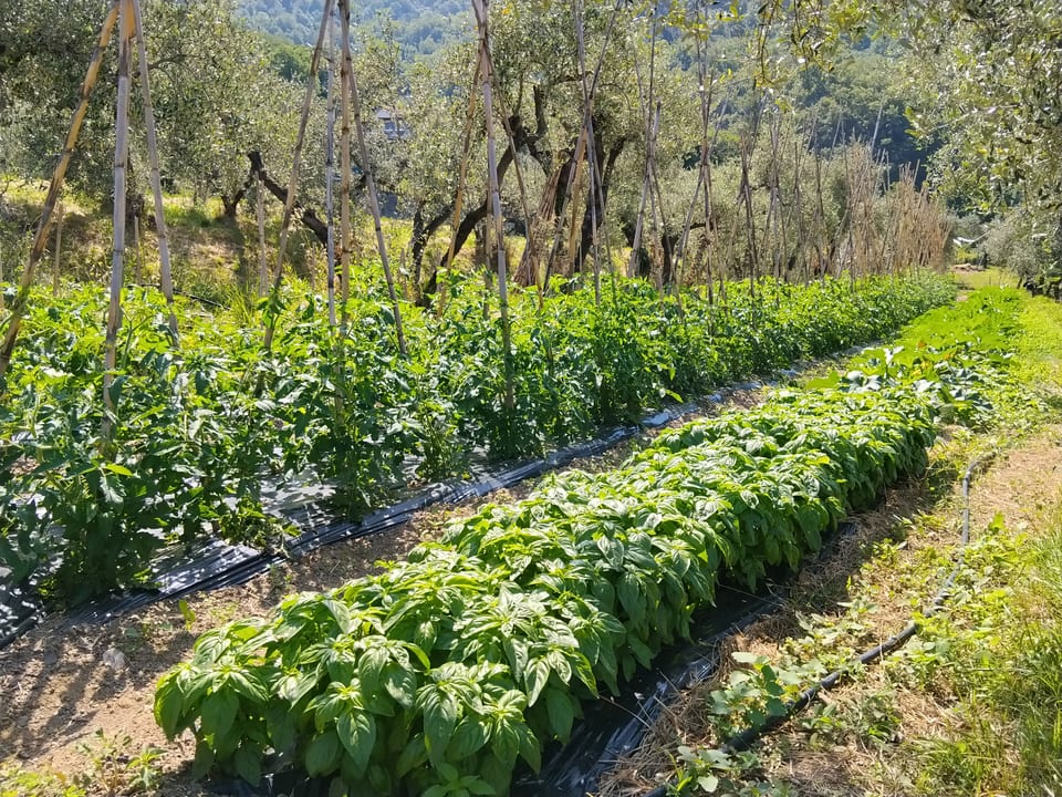 L’orto e i filari di verdura