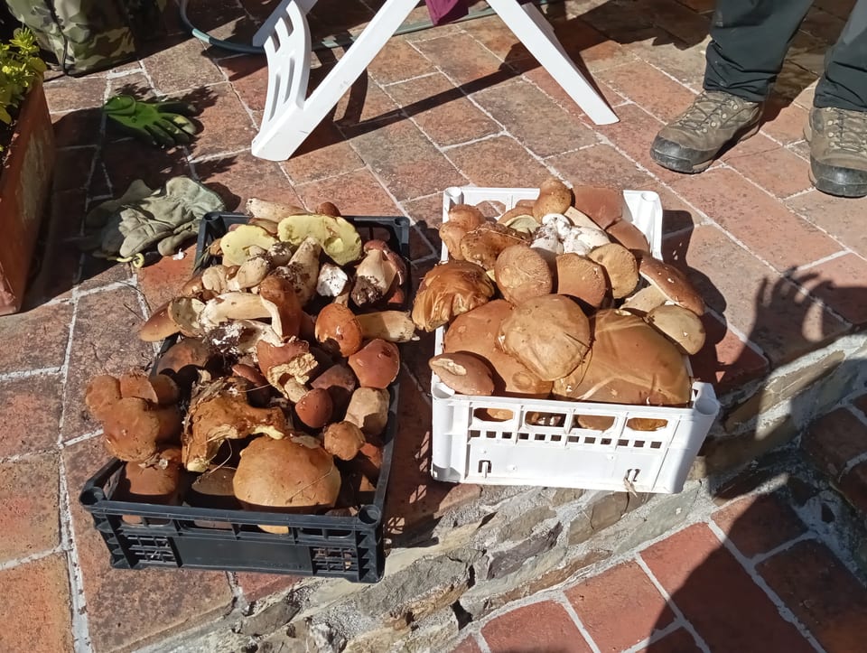 Porcini raccolti nel bosco