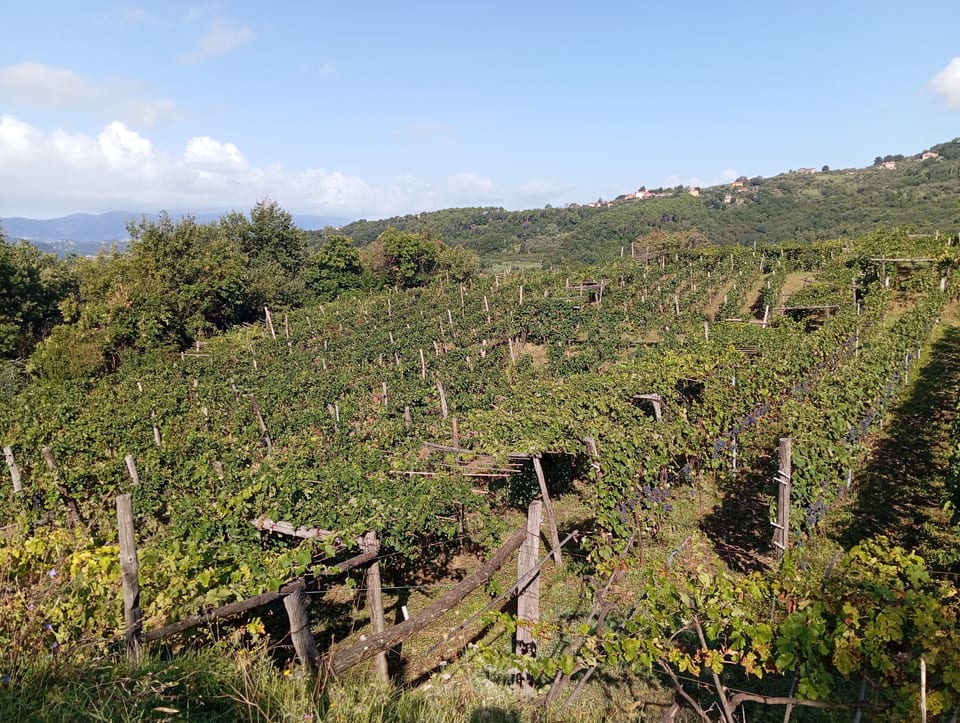 La vigna di vermentino di giorno